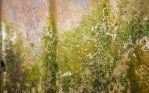 mold-removal01